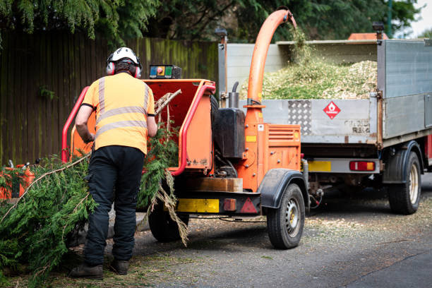 Best Best Tree Removal Services  in USA